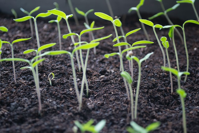 sprouts on the ground